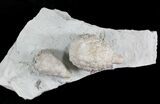 D Cystoid (Holocystites) Fossil - Indiana #25133-1
